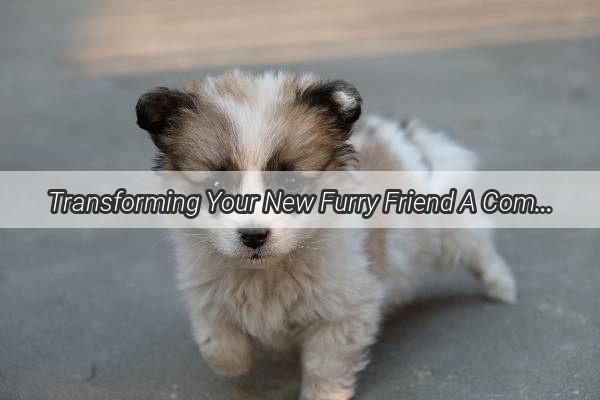 Transforming Your New Furry Friend A Comprehensive Guide to Taming Your Adopted Dog